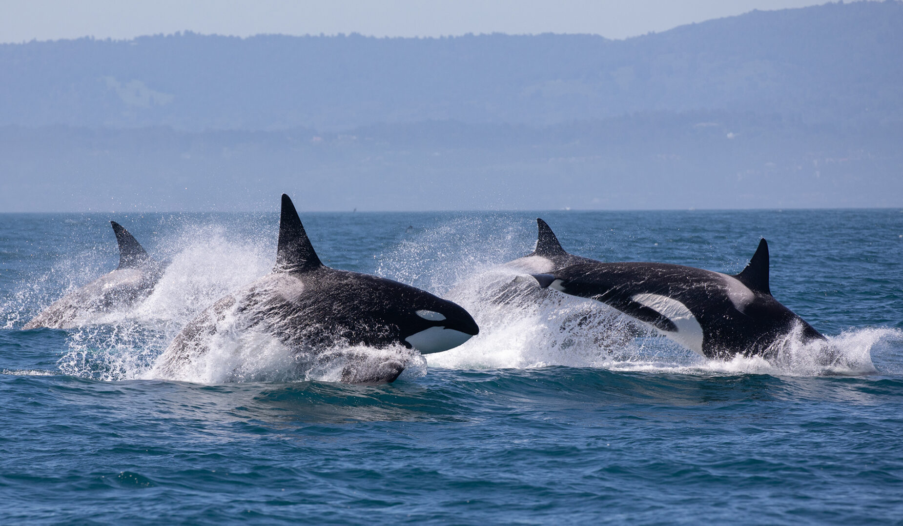 Wave Warriors is working to save the Southern Resident Orca