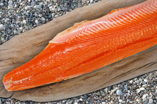 Large fillet, Reefnet caught Coho salmon