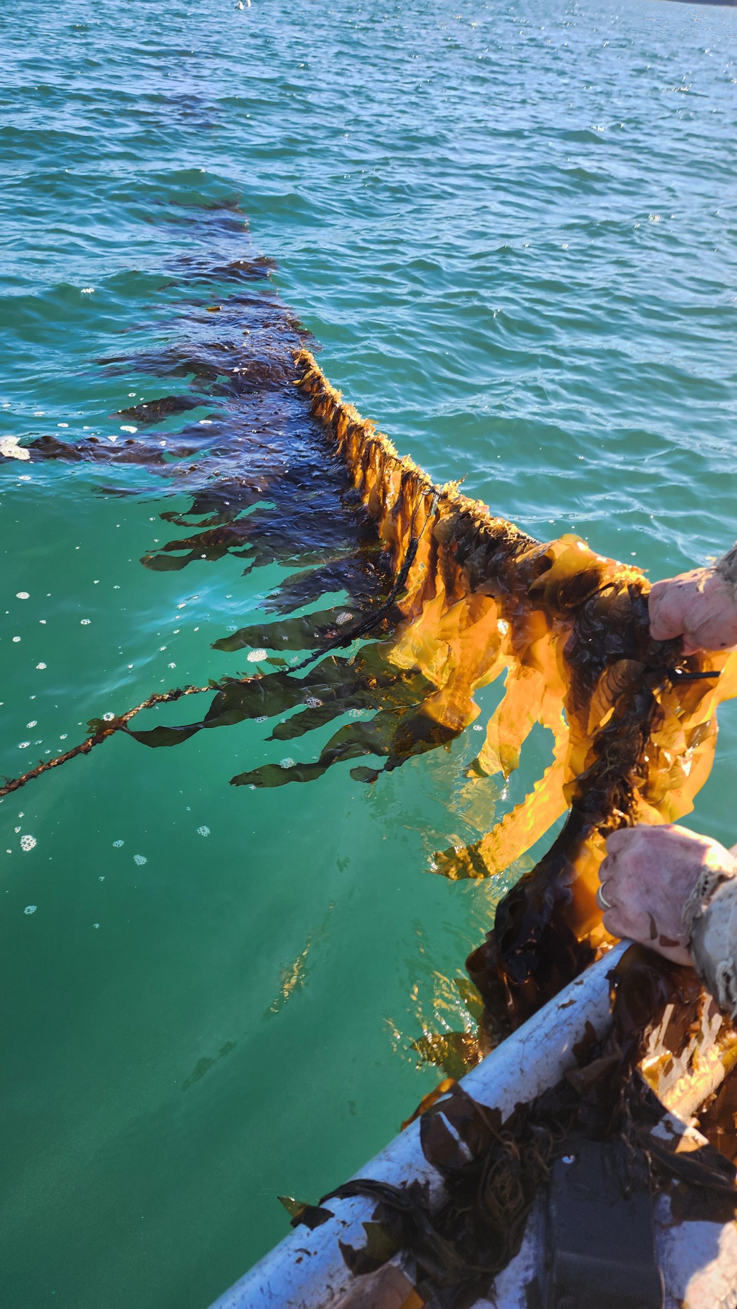 Legoe Bay sugar kelp